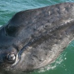 Baby gray whale spying at San Ignacio, Baja California Sur